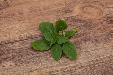 Aroma çeşnili - dalda yeşil fesleğen yaprakları