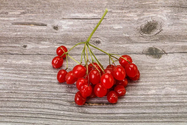 Червоний Солодкий Смачні Соковиті Ягоди Viburnum — стокове фото