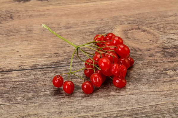 Doce Vermelho Saboroso Suculento Bagas Viburnum — Fotografia de Stock