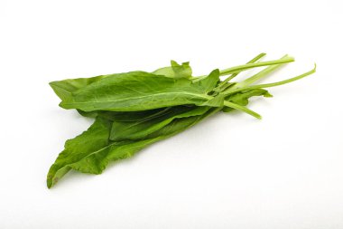 Aroma Taze yeşil kuş sürüsü