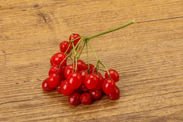 Rode Zoete Smakelijke Sappige Viburnum Bessen — Stockfoto