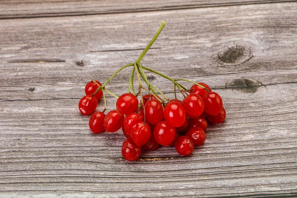 Червоний Солодкий Смачні Соковиті Ягоди Viburnum — стокове фото