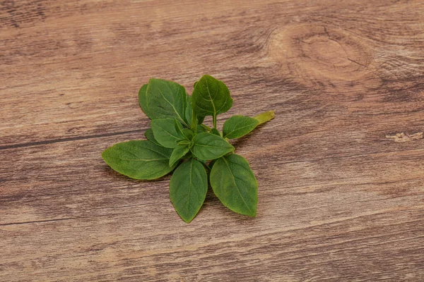 Aroma Gewürz Grüne Basilikumblätter Auf Dem Zweig — Stockfoto