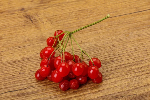 Vörös Édes Ízletes Lédús Viburnum Bogyók — Stock Fotó