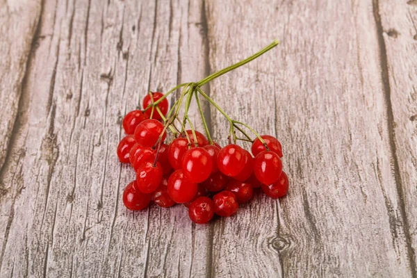 Doce Vermelho Saboroso Suculento Bagas Viburnum — Fotografia de Stock