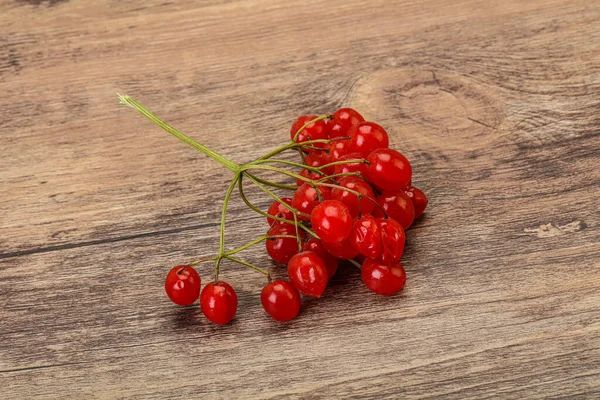 Red Sweet Tasty Juicy Viburnum Berries — Stock Photo, Image