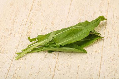 Aroma Taze yeşil kuş sürüsü