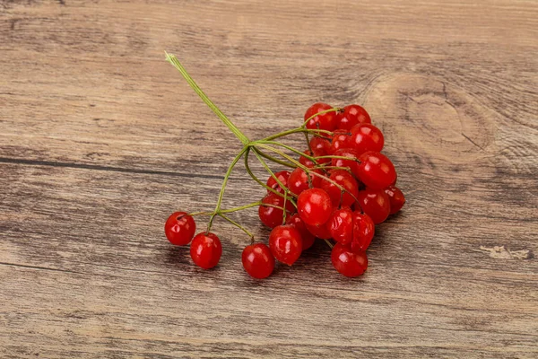 Red Sweet Tasty Juicy Viburnum Berries — Stock Photo, Image