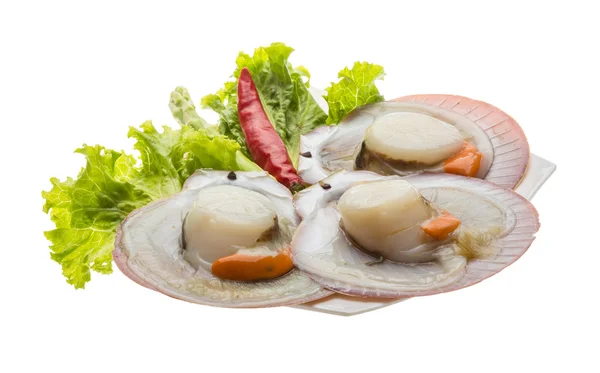 Raw fresh scallop — Stock Photo, Image