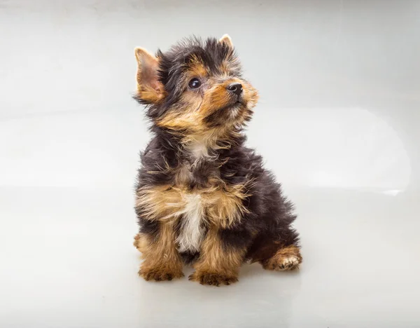 Yorkshire terrier — Stock Fotó