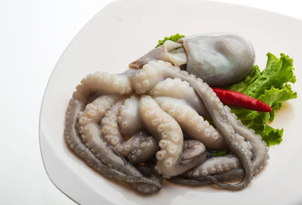 Ruwe octopus — Stockfoto