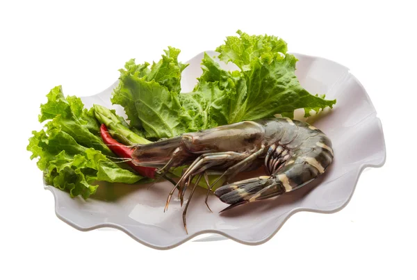 Tiger prawn — Stock Photo, Image