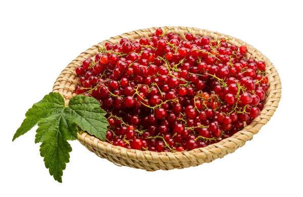 Red currant — Stock Photo, Image