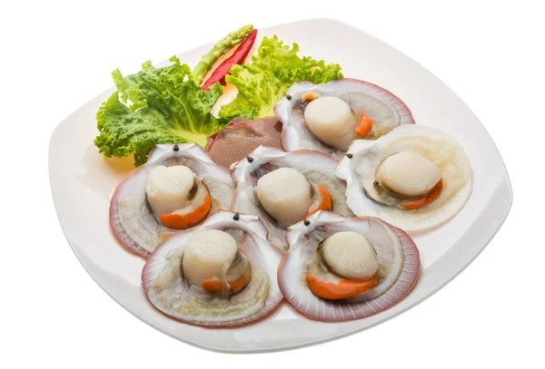 Raw fresh scallops — Stock Photo, Image