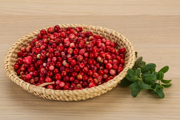 Cowberry — Stock Photo, Image