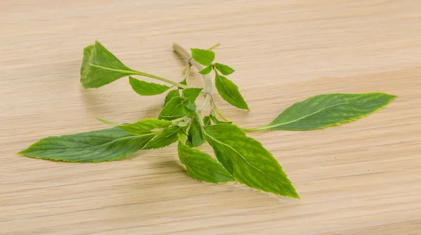 Bergamotka liści — Zdjęcie stockowe