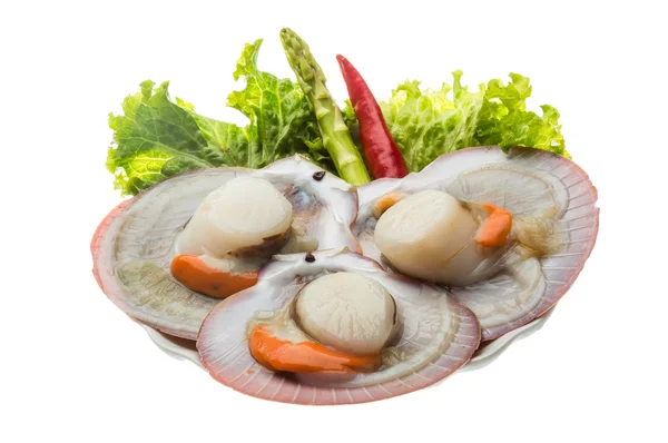 Raw fresh scallop — Stock Photo, Image