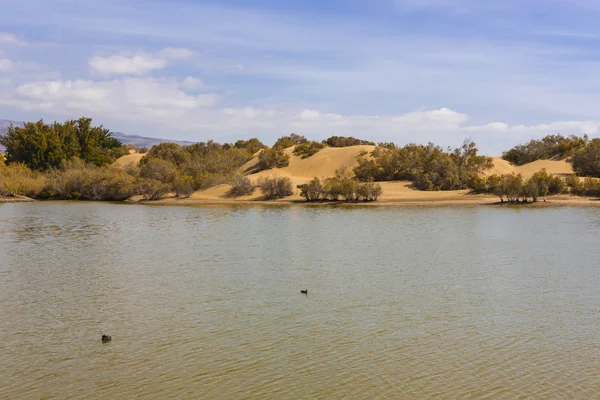 Oase in Maspalomas Dunas — Stockfoto