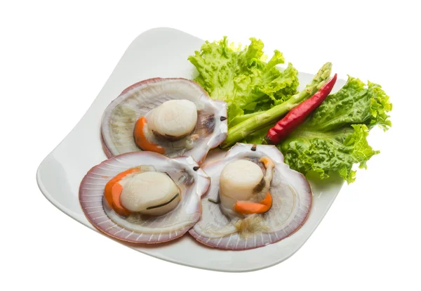 Raw fresh scallop — Stock Photo, Image