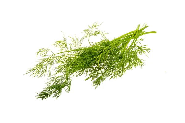 Dill branch — Stock Photo, Image