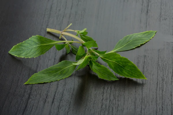 Bergamot leaves — Stock Photo, Image