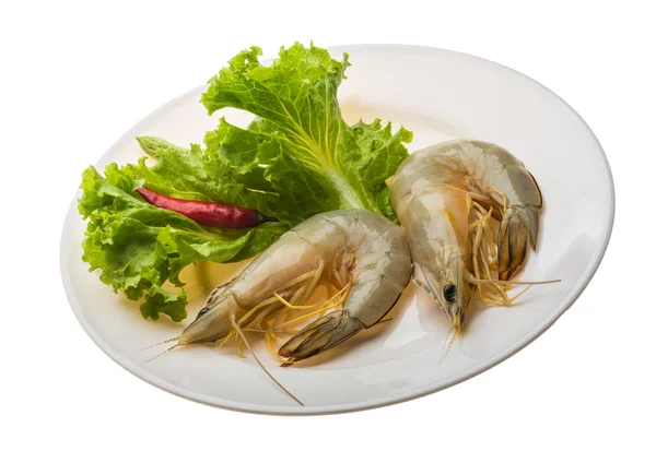 Tiger prawn — Stock Photo, Image