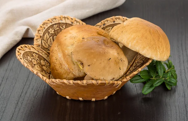 Boletus hongo —  Fotos de Stock