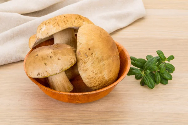 Boletus mushroom — Stock Photo, Image