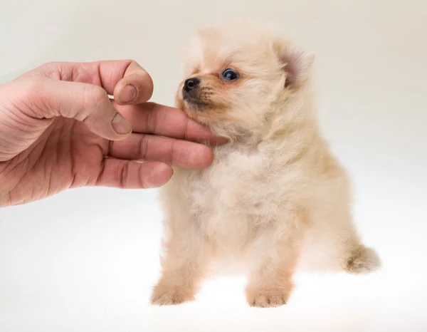 Pomeranya Tükürük Köpeği — Stok fotoğraf