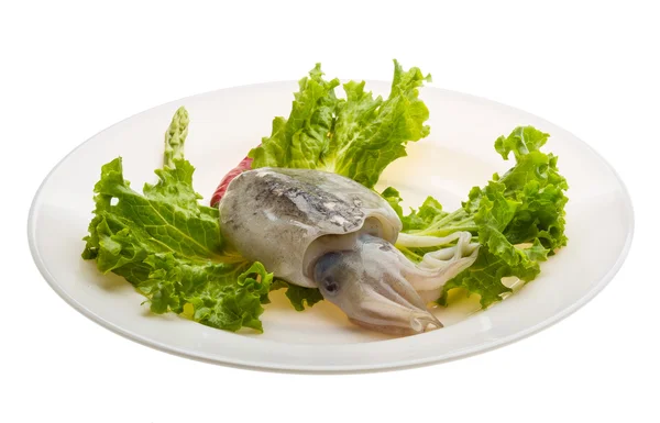 Raw cuttlefish — Stock Photo, Image