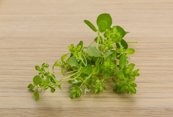 Oregano — Stock Fotó