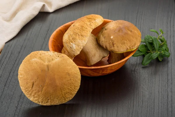 Jamur Boletus — Stok Foto