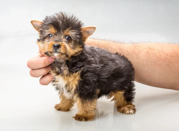 Yorkshire terrier — Fotografia de Stock