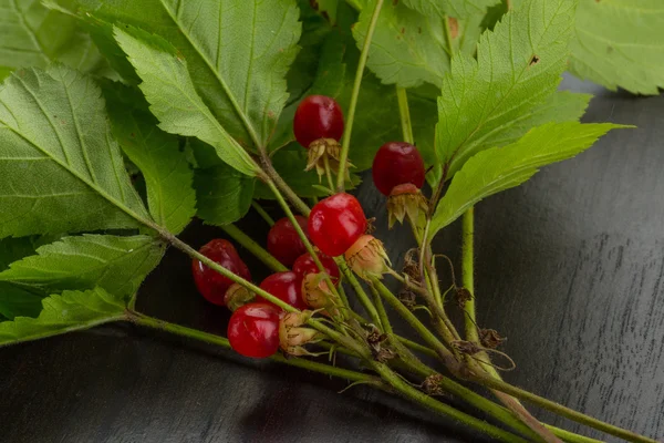 Taş bramble — Stok fotoğraf