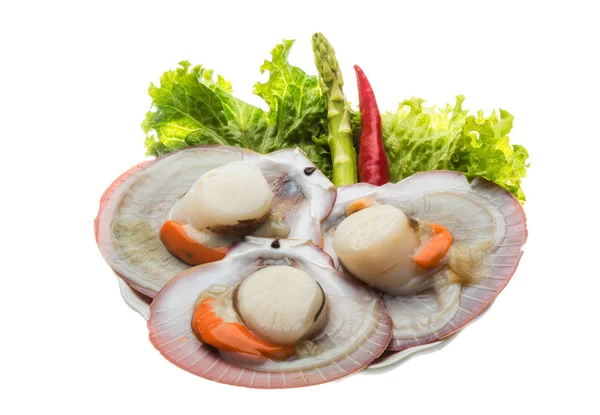 Raw fresh scallop — Stock Photo, Image