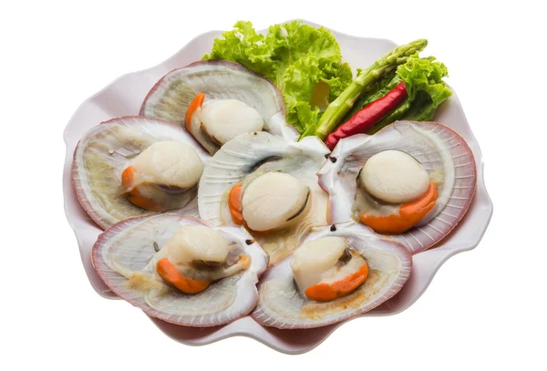 Raw fresh scallop — Stock Photo, Image