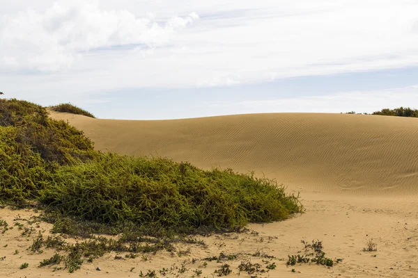 Maspalomas duna - öknen i Kanarieöarna — Stockfoto