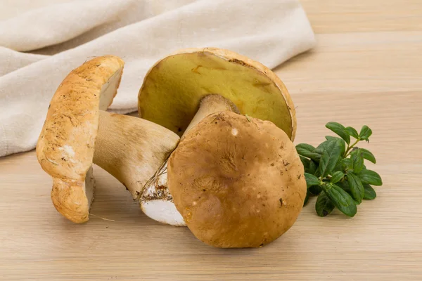 Boletus hongo — Foto de Stock