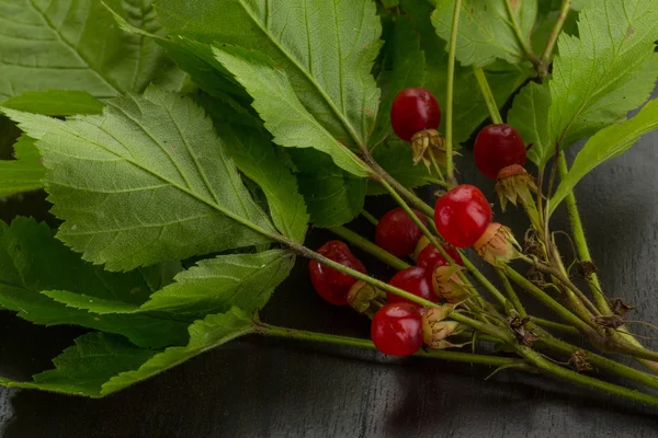 Stone bramble — Stock Photo, Image