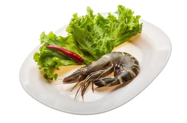 Tiger prawn — Stock Photo, Image