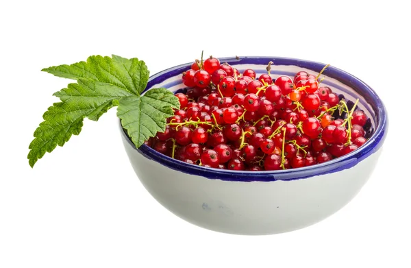 Red currant — Stock Photo, Image