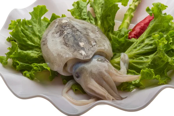 Raw cuttlefish — Stock Photo, Image