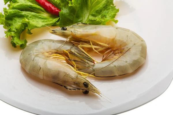 Tiger prawn — Stock Photo, Image