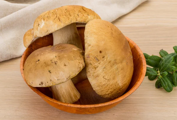 Boletus hongo — Foto de Stock