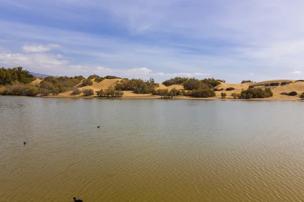 Oasis in Maspalomas Dunas — Stock Photo, Image