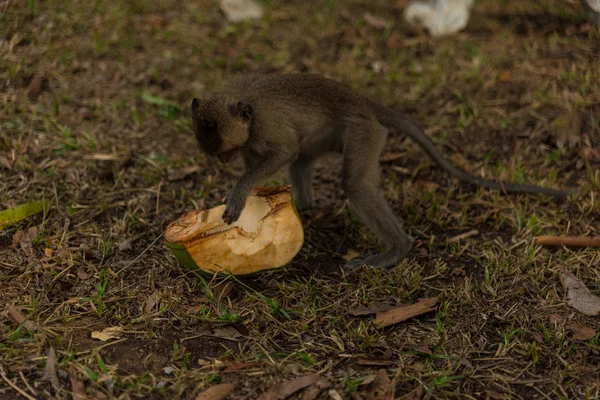 Wilder Affe — Stockfoto