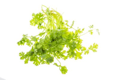 kişniş yaprakları