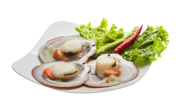 Raw fresh scallop — Stock Photo, Image