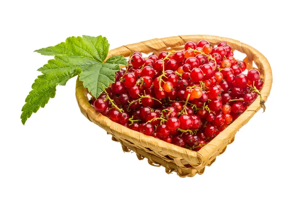 Red currant — Stock Photo, Image