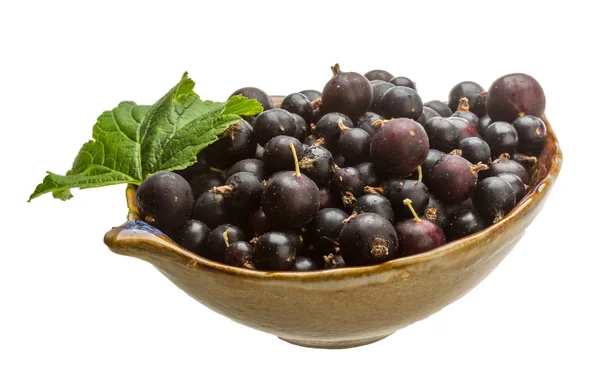 Ribes nero — Foto Stock